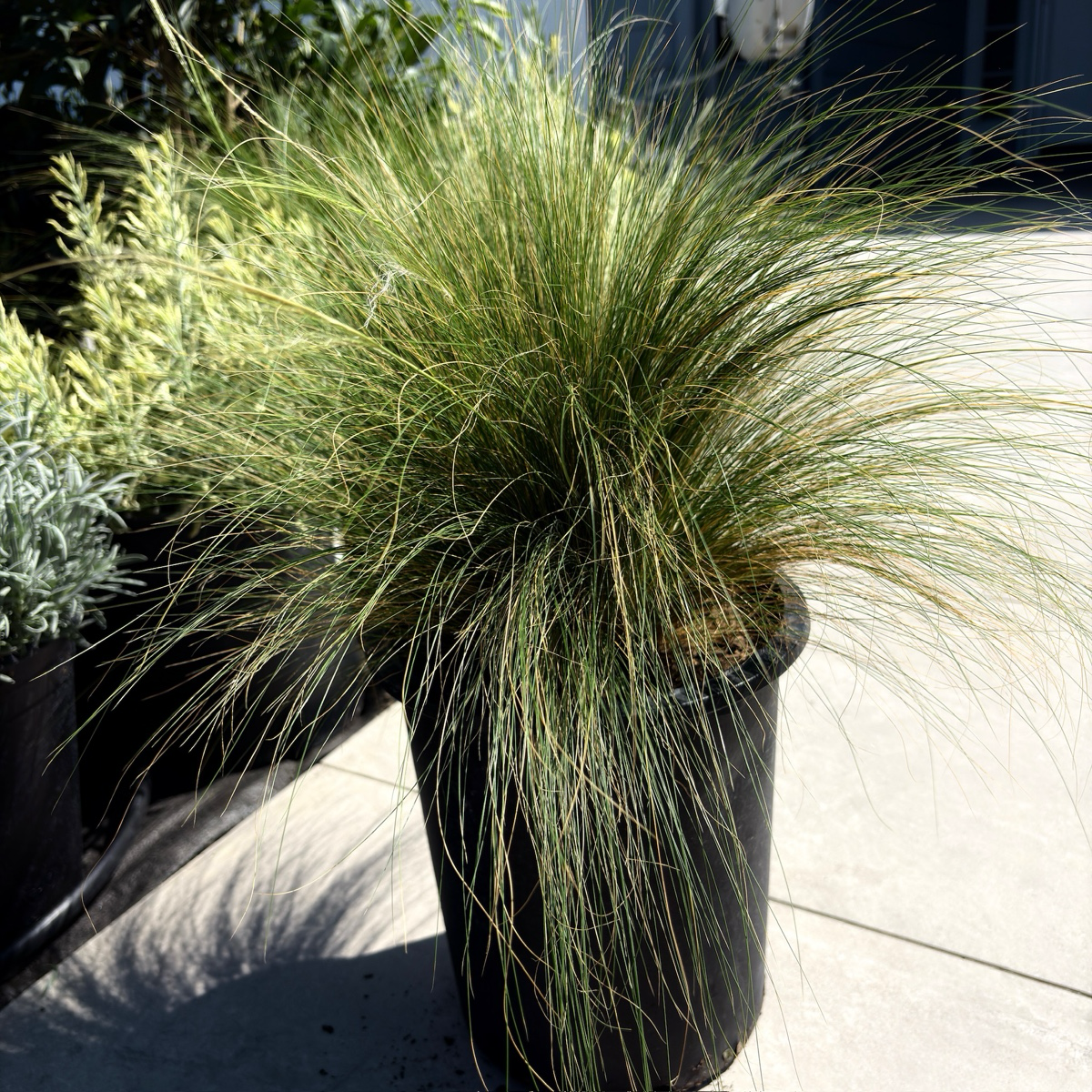 Mexican Feather Grass Potted 1 gallon ornamental Mexican Feather Grass plant on a concrete surface from victory nursery