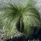 Mexican Feather Grass Mexican Feather Grass on a bed of small rocks