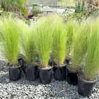 Mexican Feather Grass Row of Mexican Feather Grass on a gravel surface with a garden background