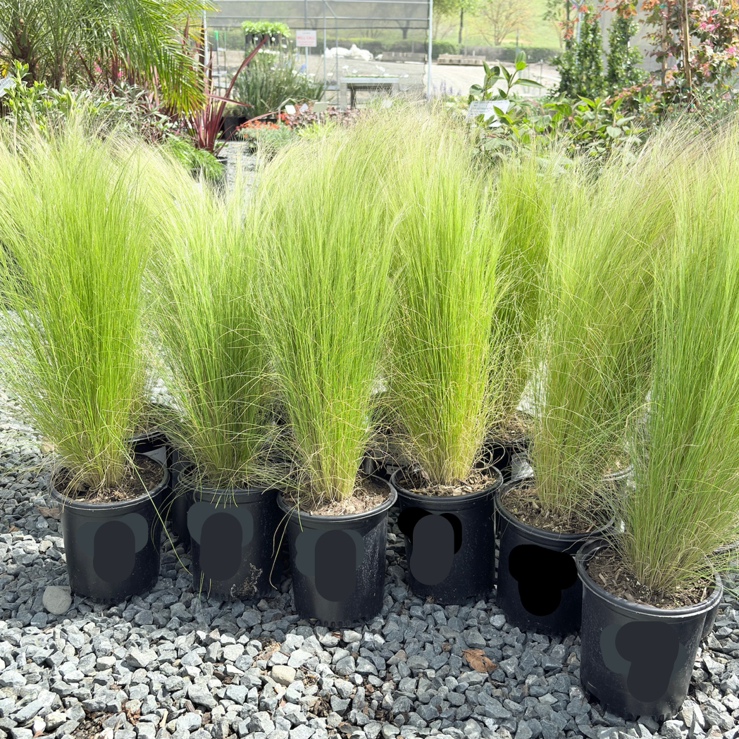 Mexican Feather Grass Row of Mexican Feather Grass on a gravel surface with a garden background