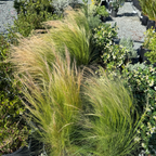 Mexican Feather Grass