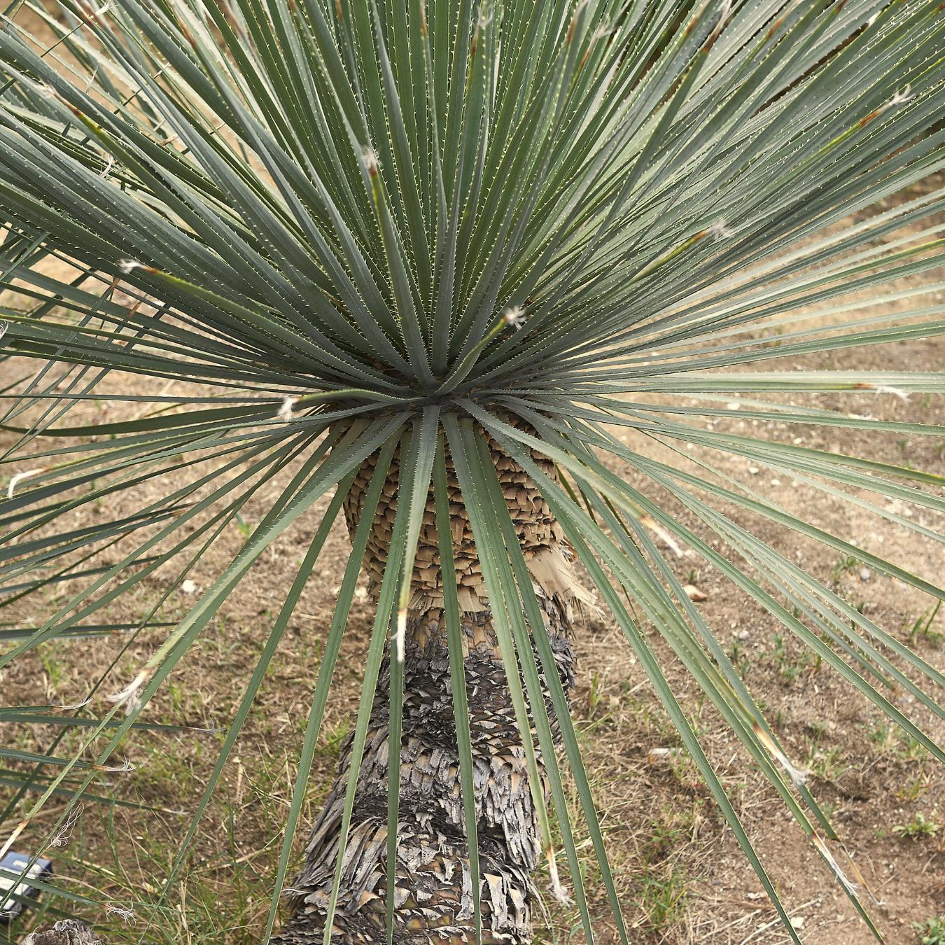 grass like succulent Mexican Grass Tree Desert