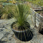 Mexican Grass Tree