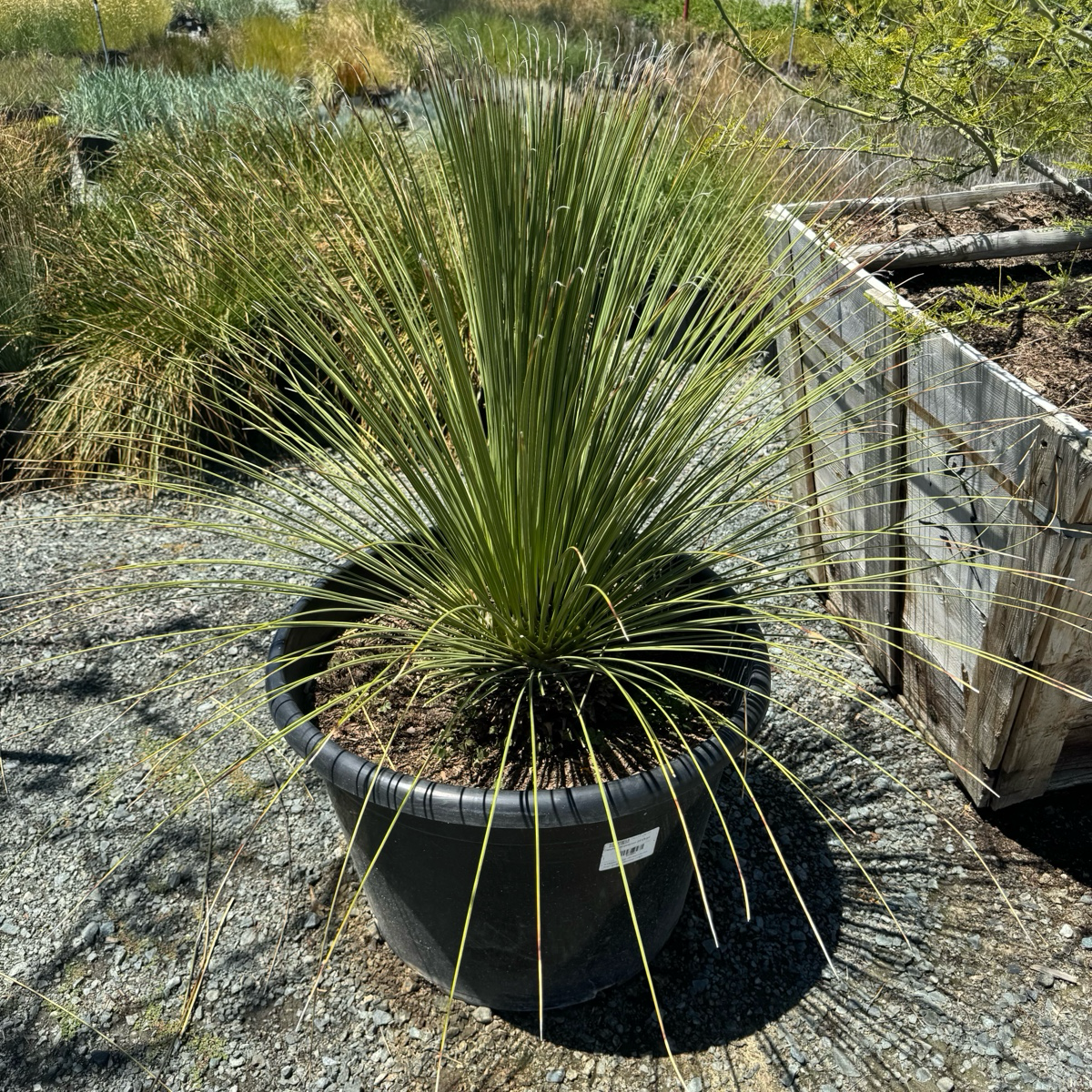 Mexican Grass Tree