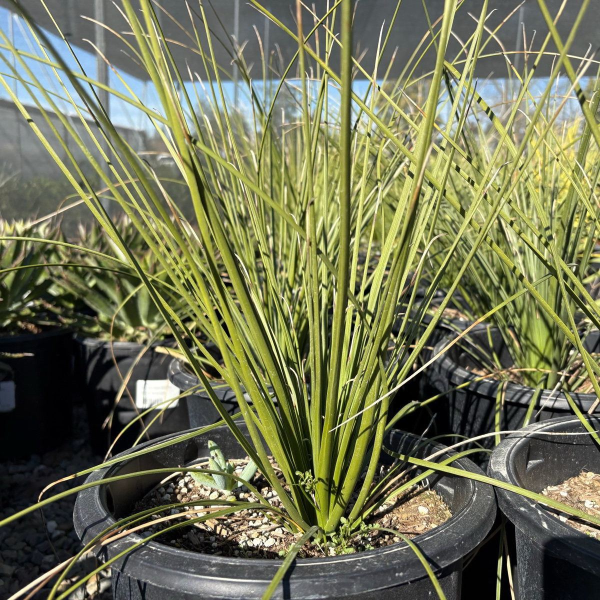 grass succulent plants Mexican Grass Tree