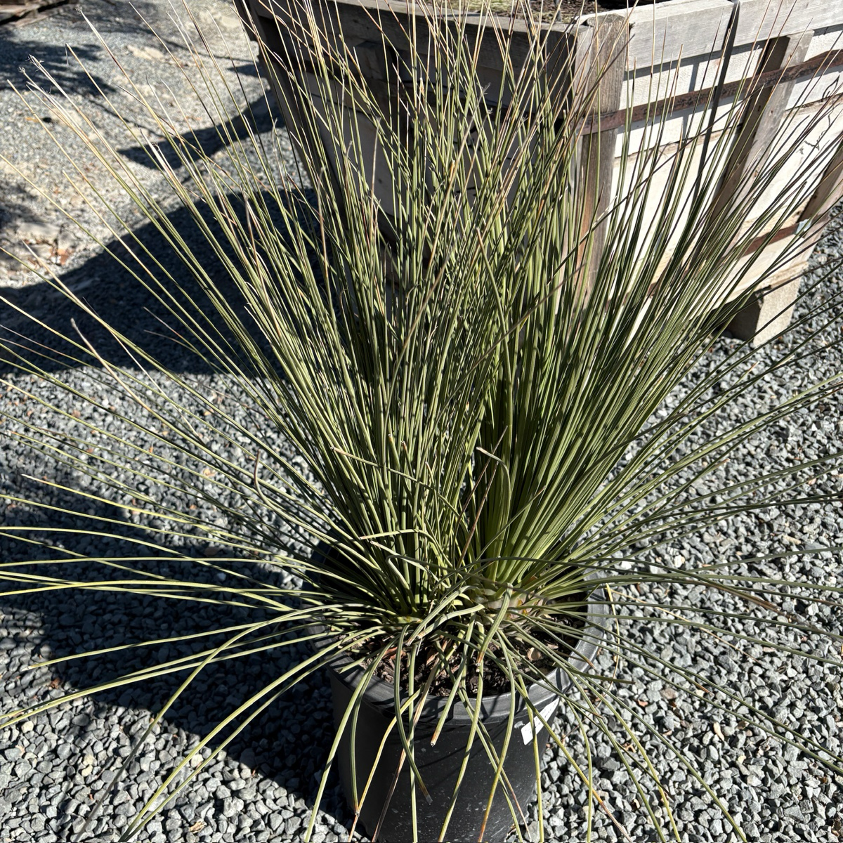 Mexican Grass Tree
