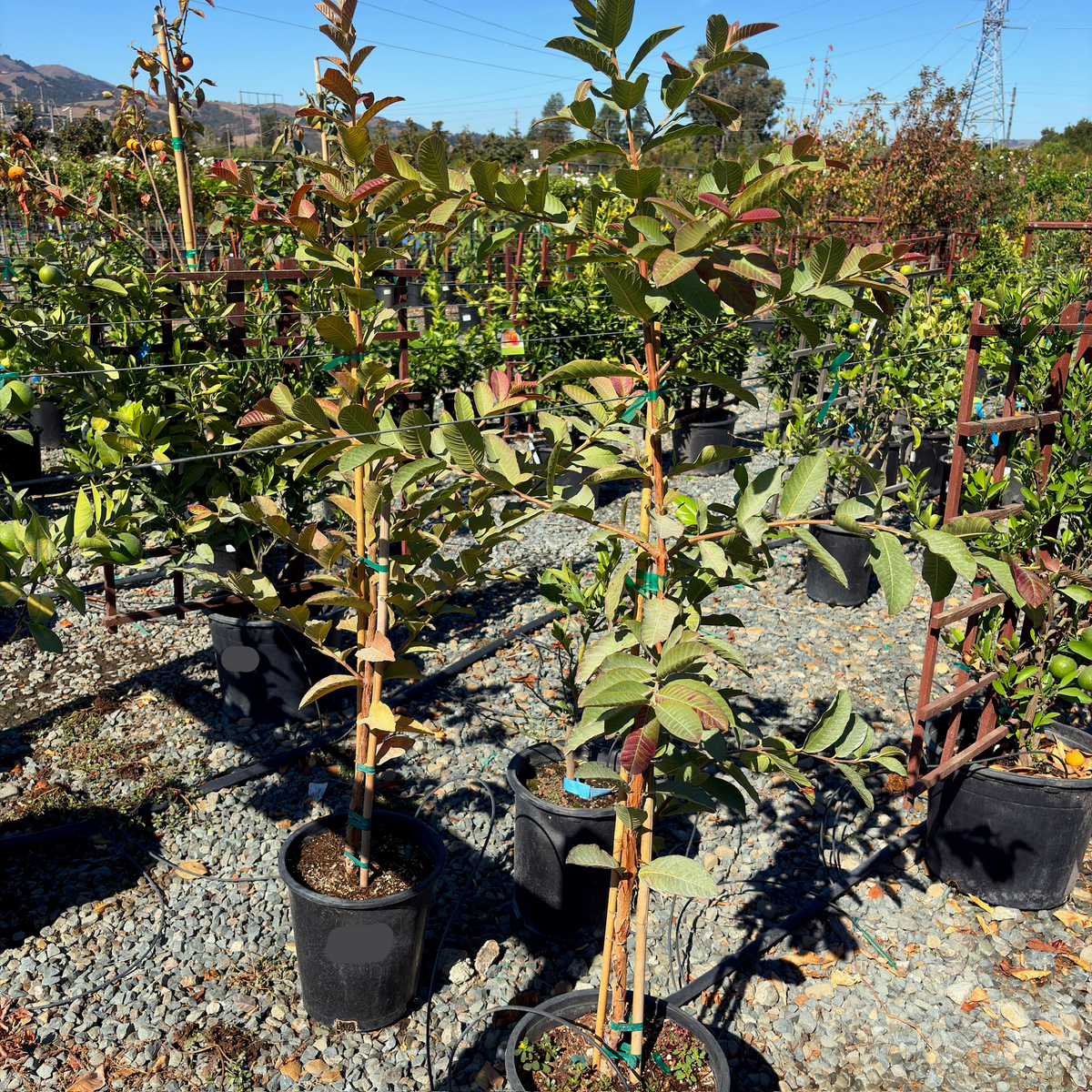 Mexican Guava
