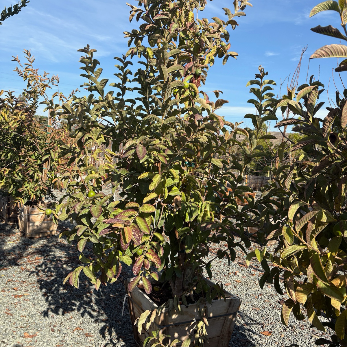 Mexican Guava