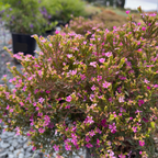 Mexican Heather
