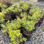 Mexican Heather