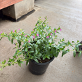 Mexican Heather