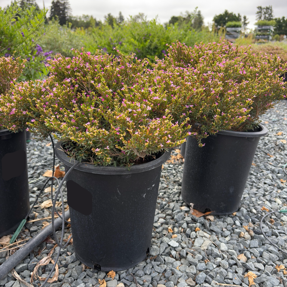Mexican Heather