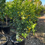 Mexican Key Lime