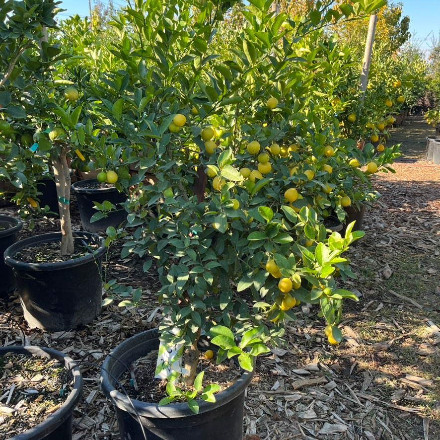 Mexican Key Lime