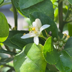 Mexican Key Lime