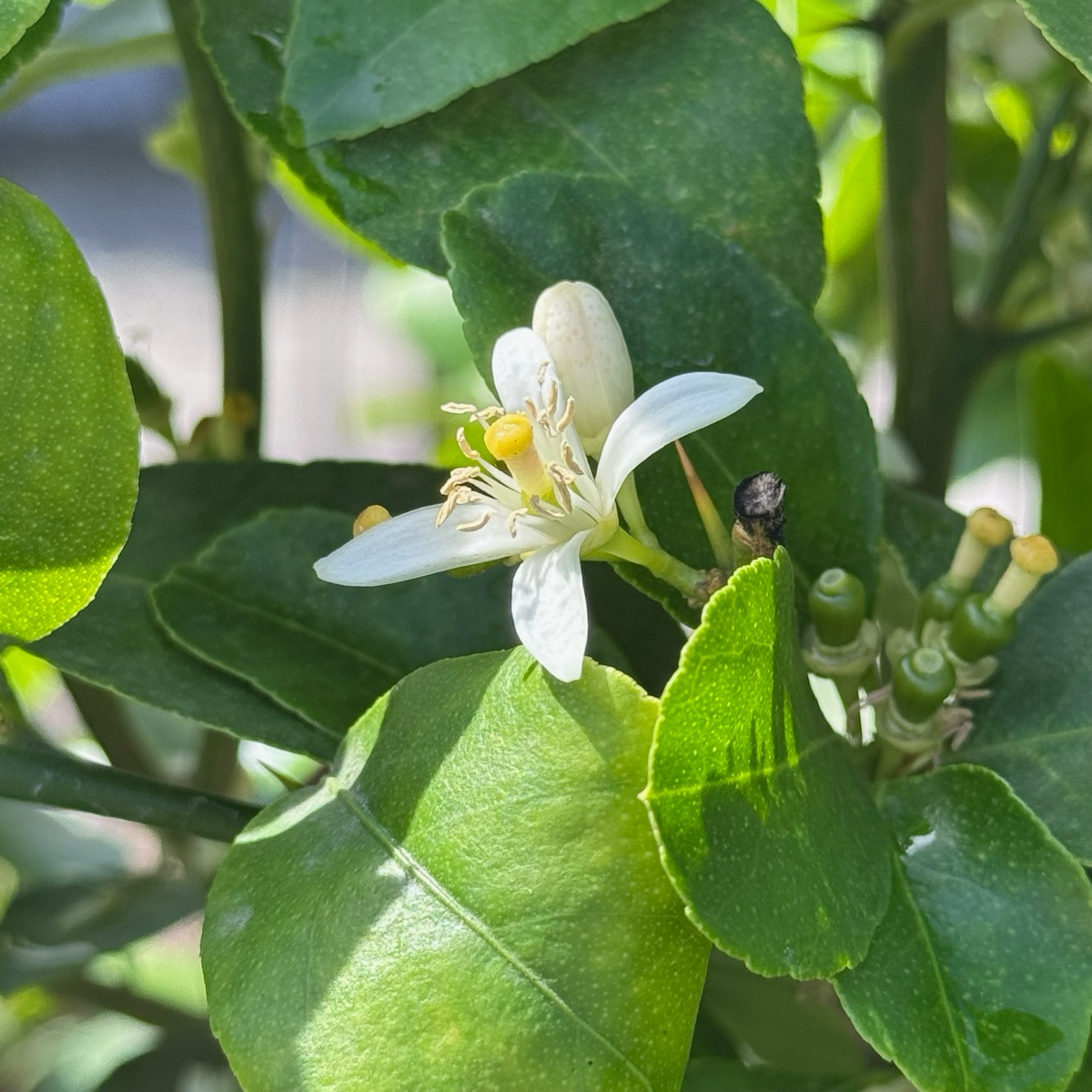 Mexican Key Lime