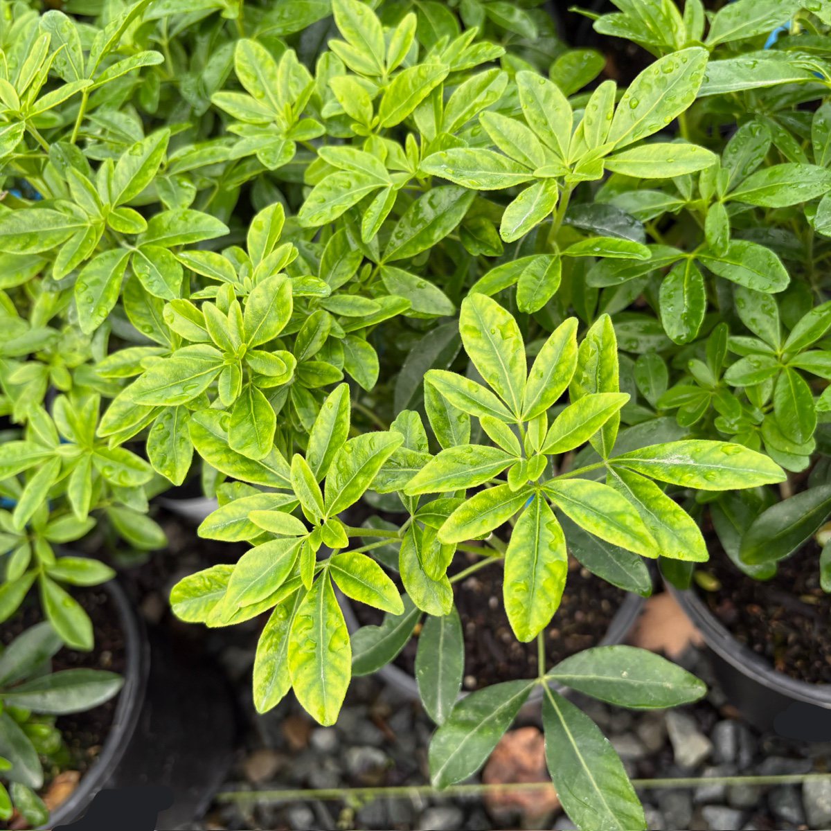 Mexican Orange Blossom | Fragrant White Flowering Evergreen Mexican Orange Blossom | Fragrant White Flowering Evergreen
