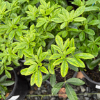 Mexican Orange Blossom