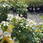 Mexican Orange Blossom
