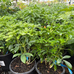 Mexican Orange Blossom