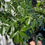 Mexican Orange Blossom