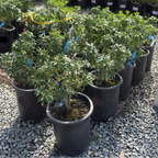 Mexican Orange Blossom