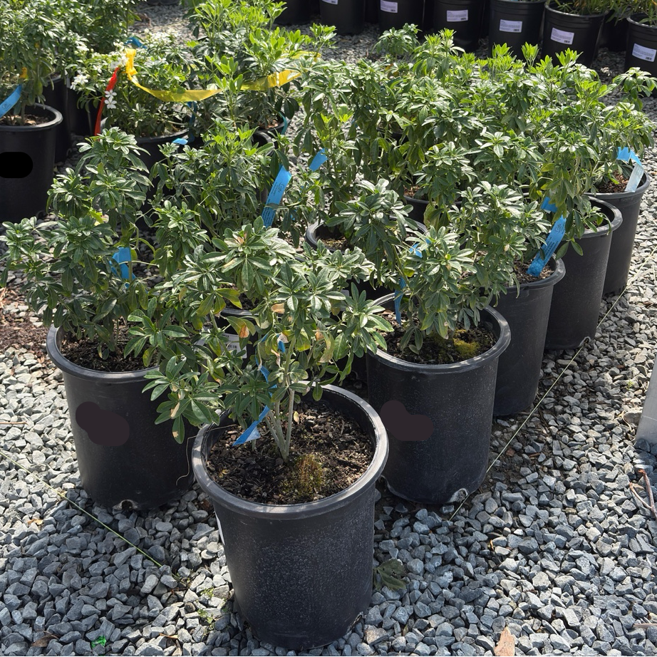 Mexican Orange Blossom