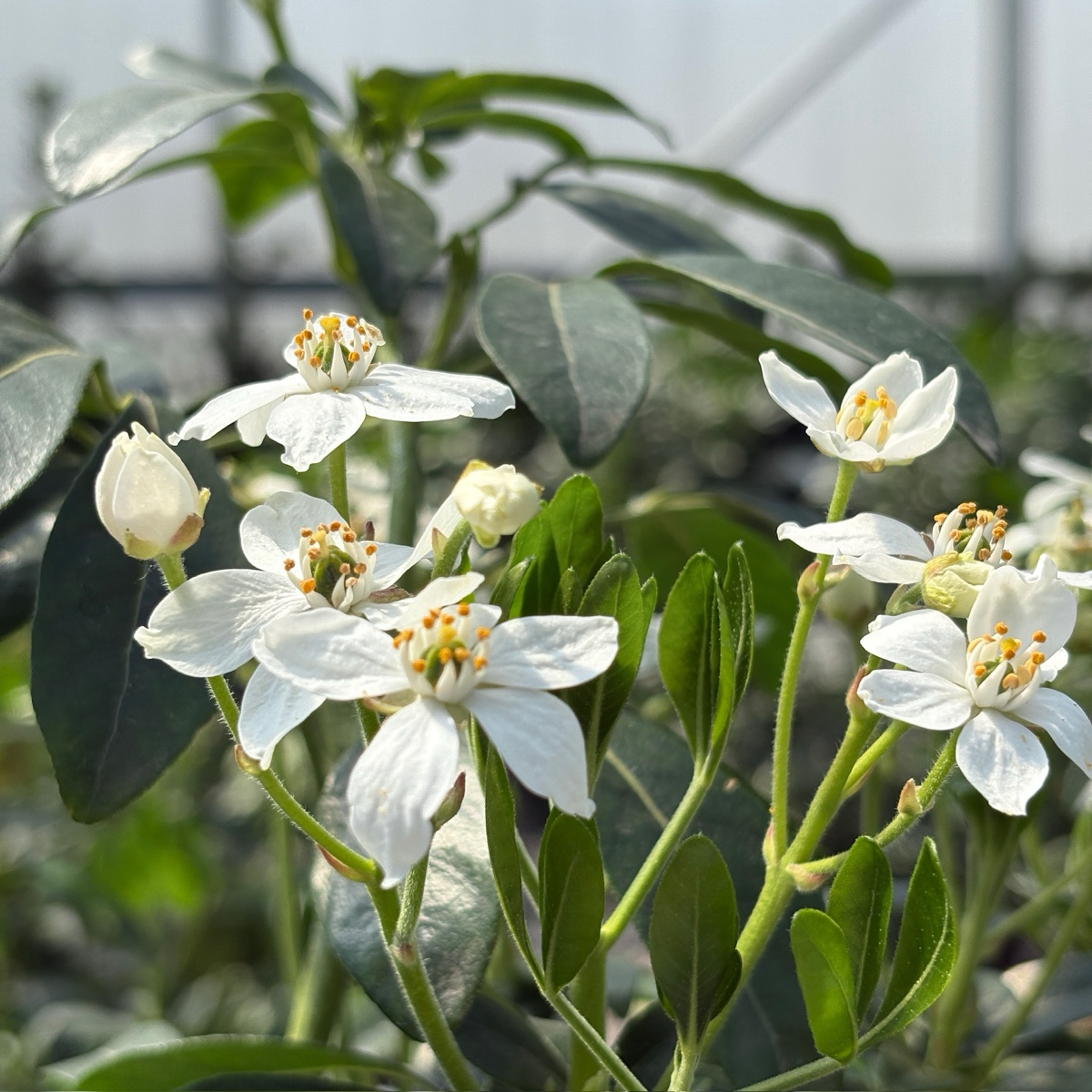 Mexican Orange Blossom