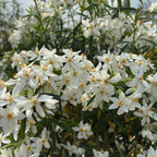 Mexican Orange Blossom