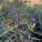 Mexican Petunia