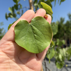 Mexican Redbud