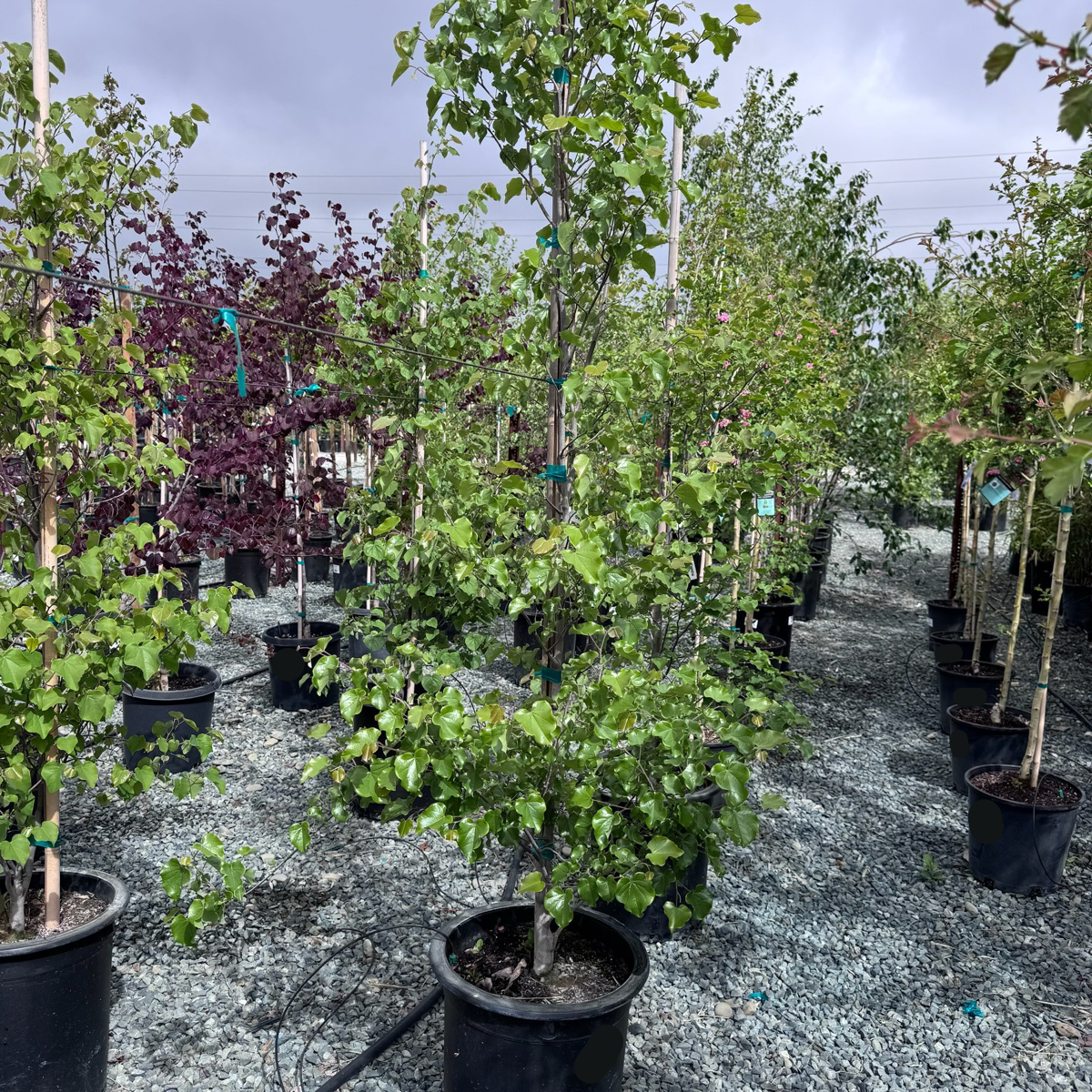 Mexican Redbud