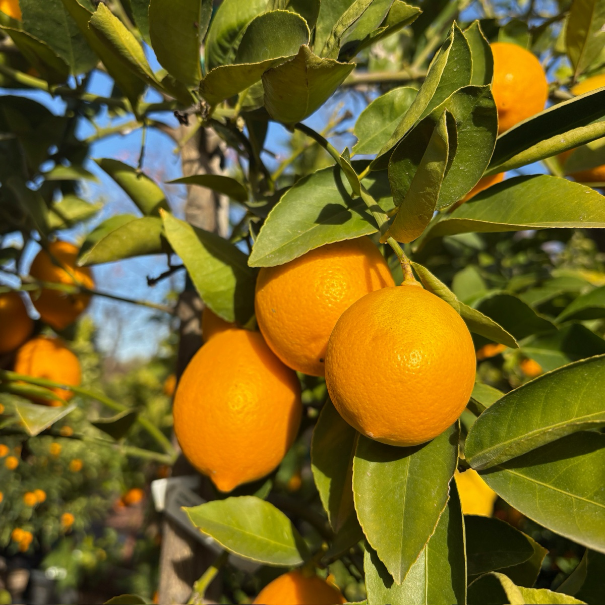 Mayer lemon hanging from a citrus  with green leaves