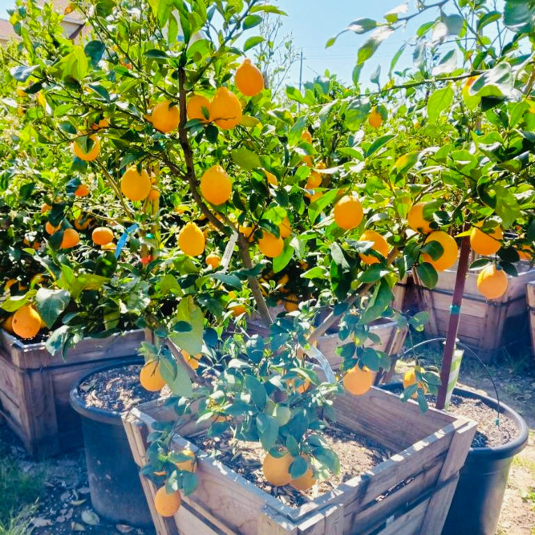 Potted Meyer Lemon trees with ripe lemons in a 24 wood box
