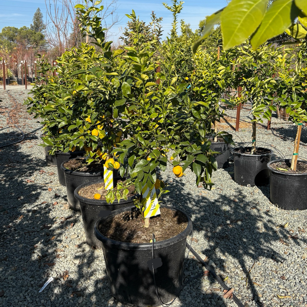 meyer lemon tree potting mix Meyer Lemon Tree