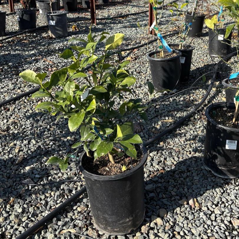 Potted Meyer Lemon on a gravel surface with other plants in the background