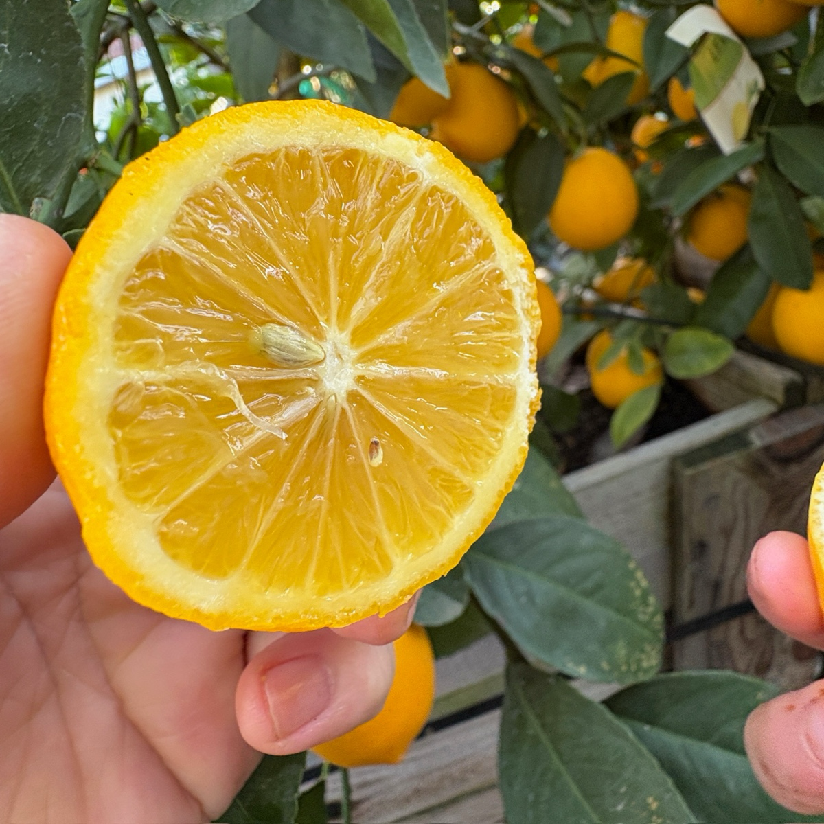 Half-cut Meyer Lemon held in hand with lemon tree in background