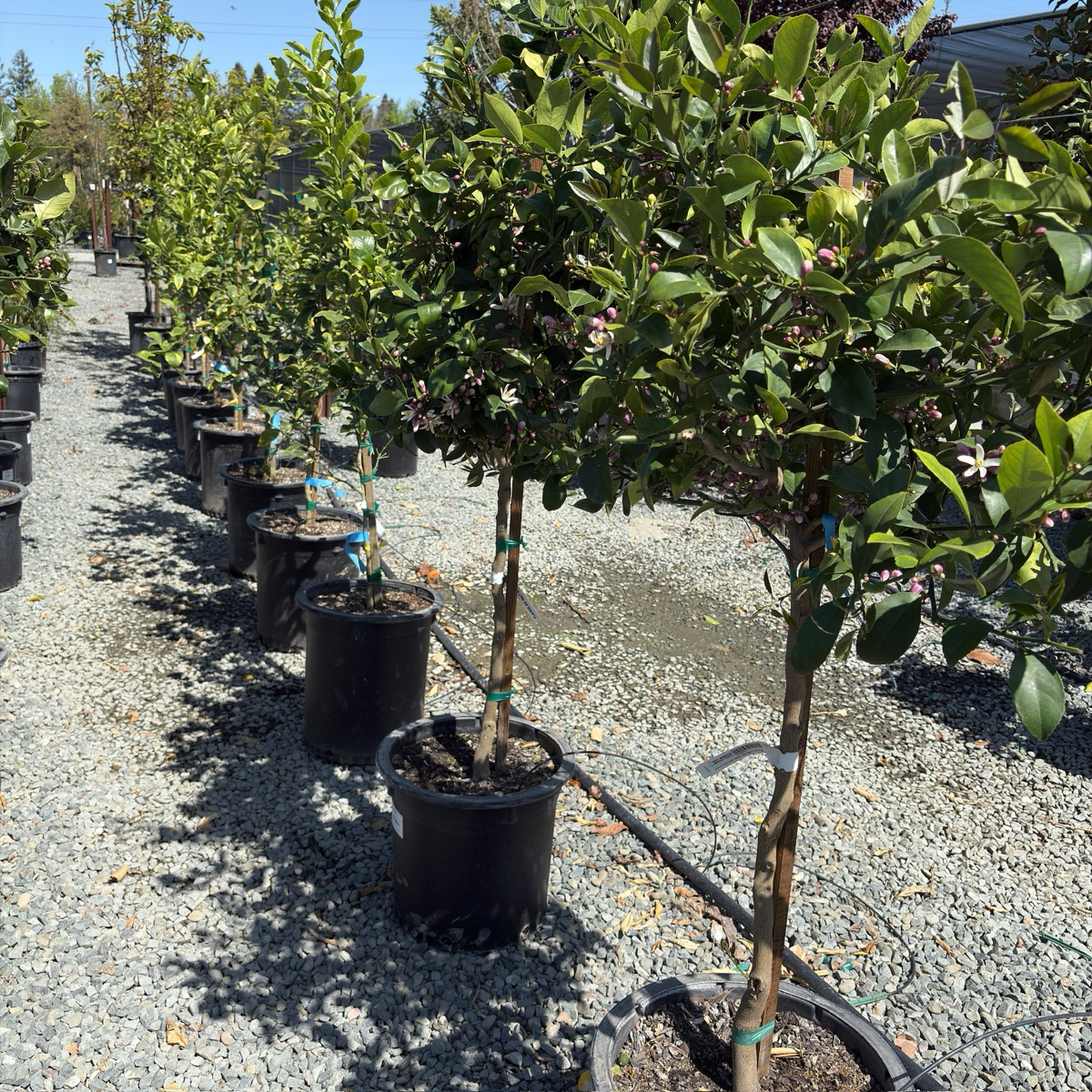 Row of potted Meyer Lemon trees in a nursery setting