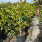 Potted Meyer Lemon tree in a nursery setting with gravel path and other plants.