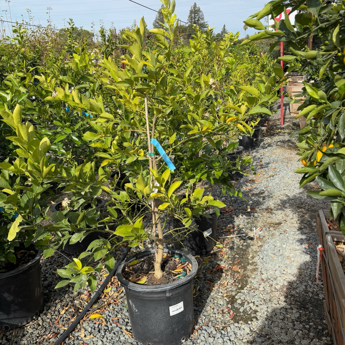 Potted Meyer Lemon tree in a nursery setting with gravel path and other plants.