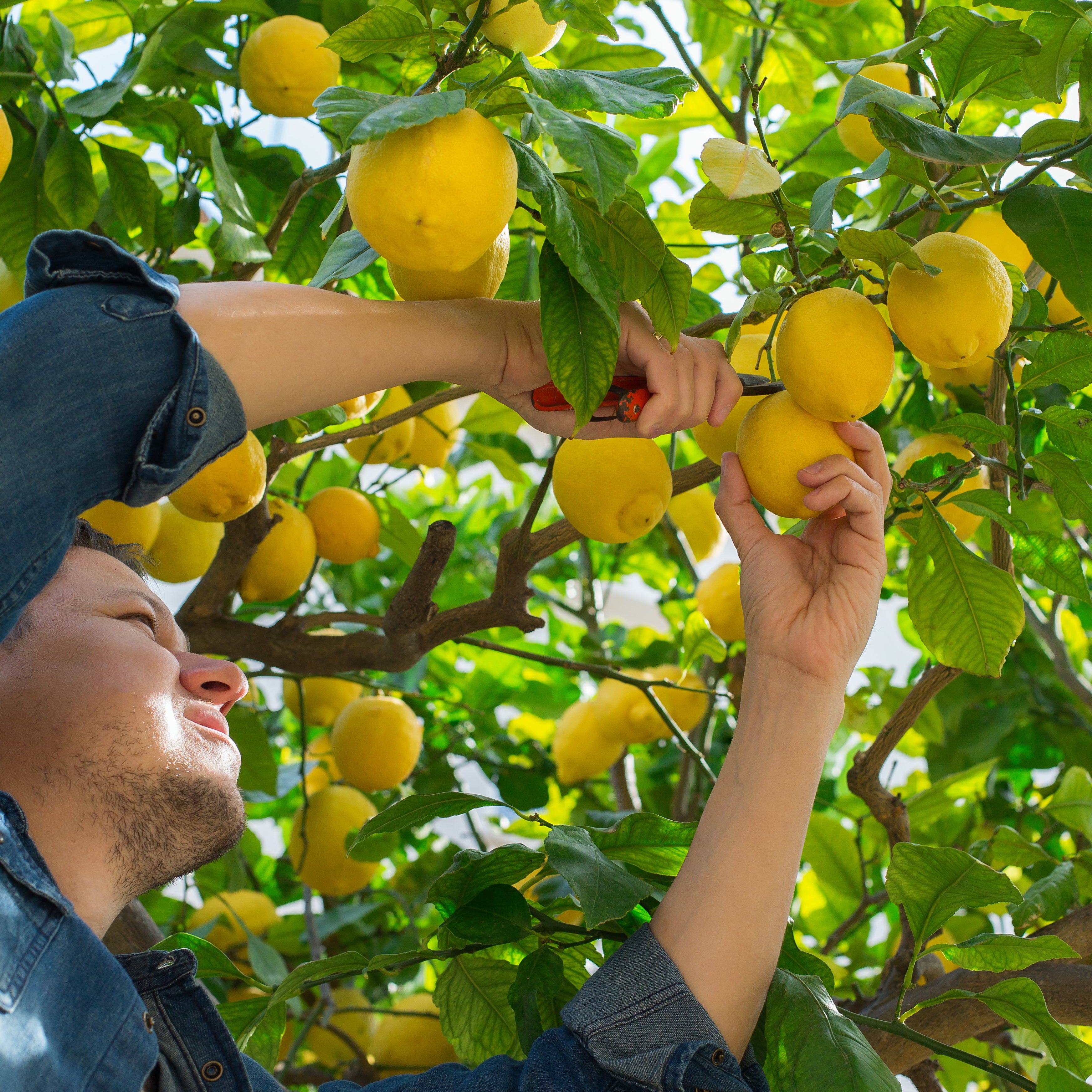 Person picking Mayer lemons from a tree