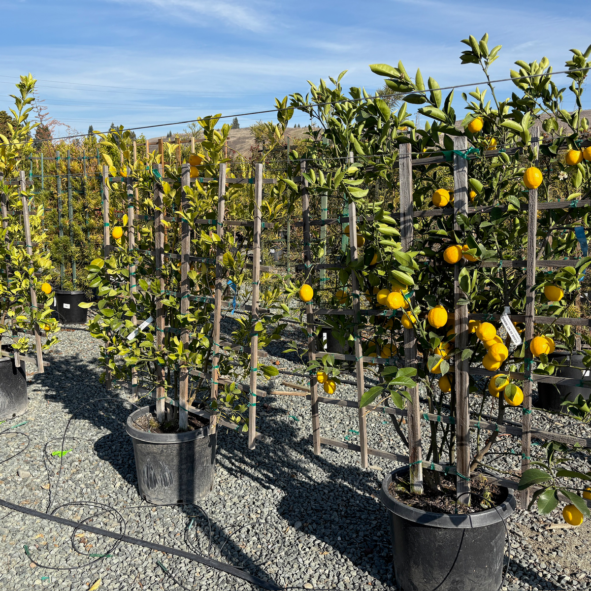 Meyer Lemon Tree | Sweet, Low-Acid Lemon Plant – Victory Nursery