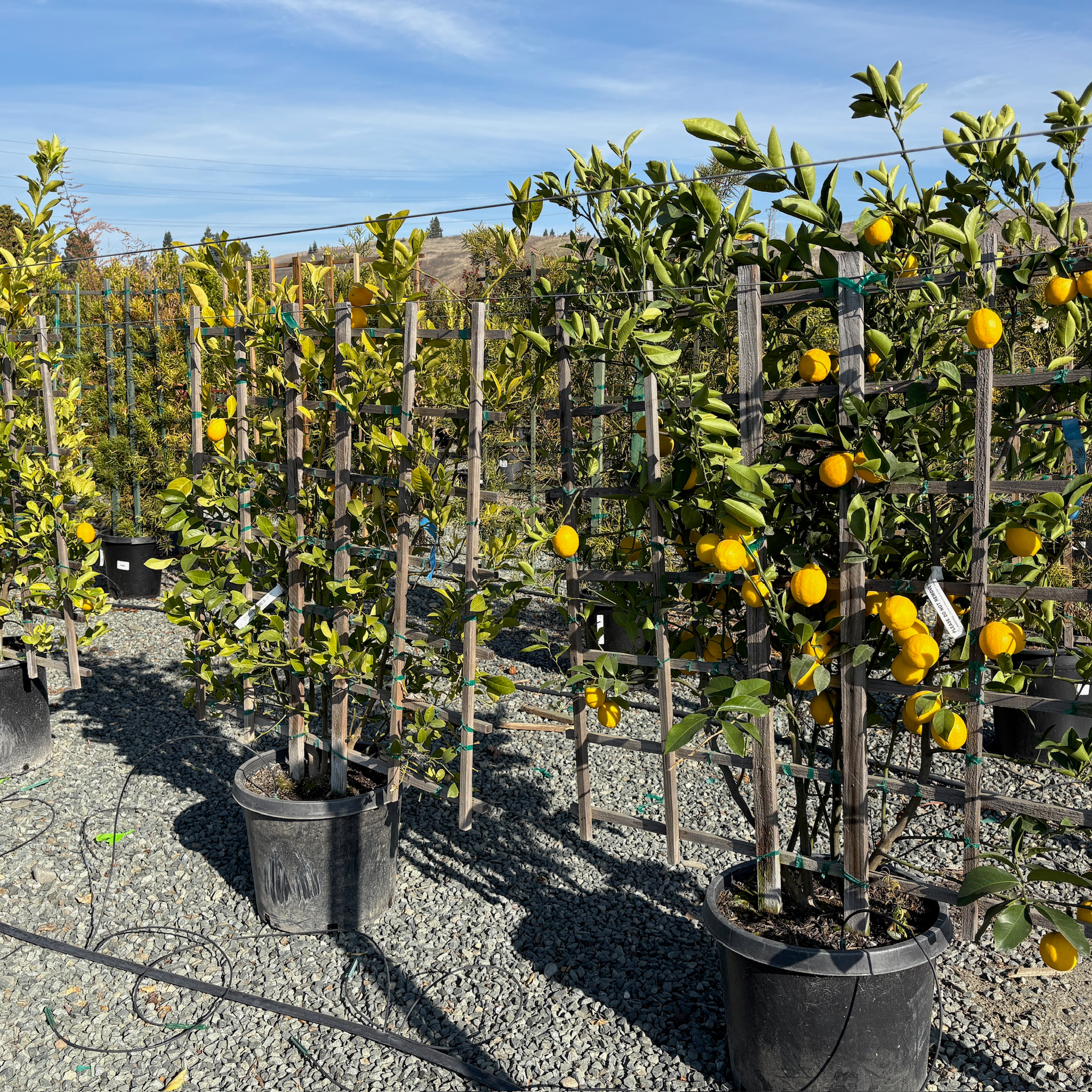 Meyer Lemon