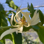 Close-up of a  Michelia Alba white flower with green leaves in the background