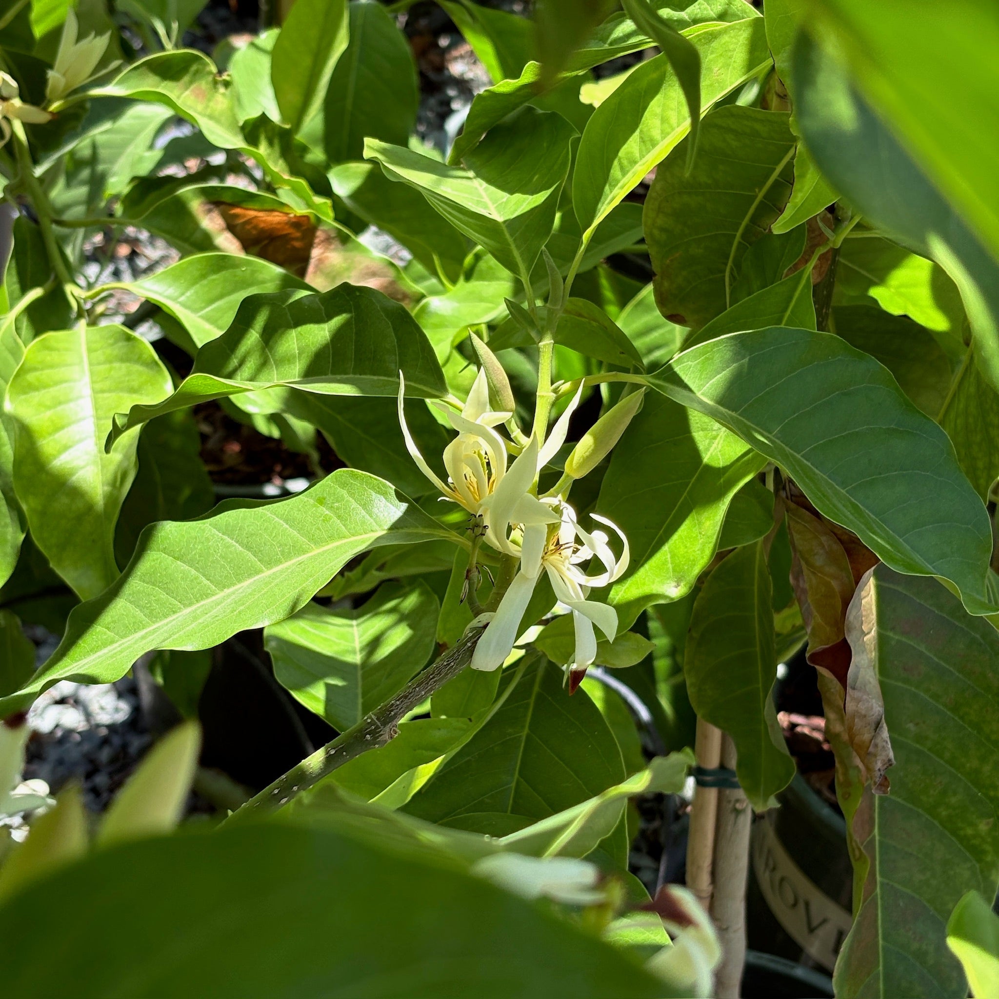  Michelia Alba White flowers among green leaves