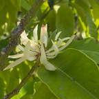 White flowers on a Michelia Alba branch with green leaves in the background