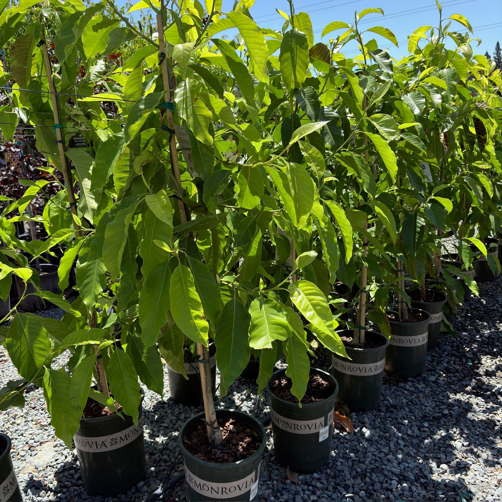 Row of 5 gallon sized Michelia Alba aka Champaca plants