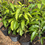 Potted  5 gallon sized Michelia Alba aka Champaca plants 