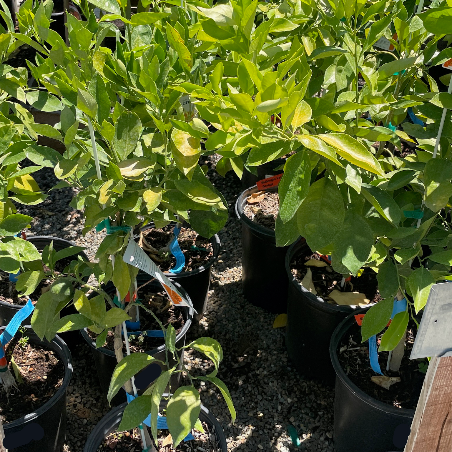 Midnight Valencia Orange