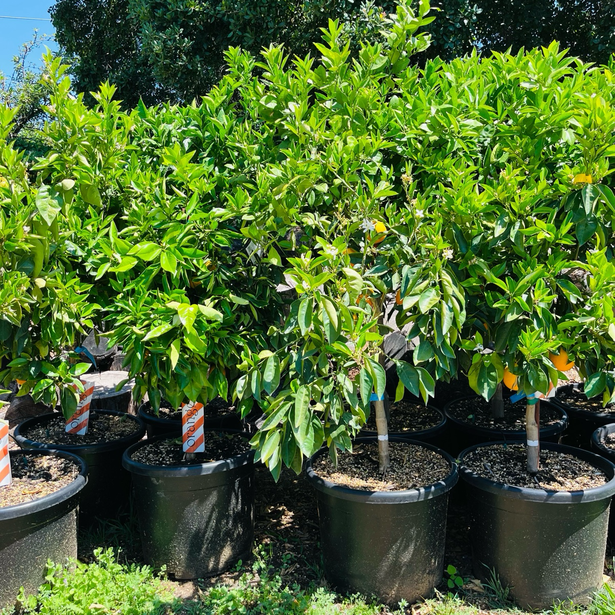 Midnight Valencia Orange Tree